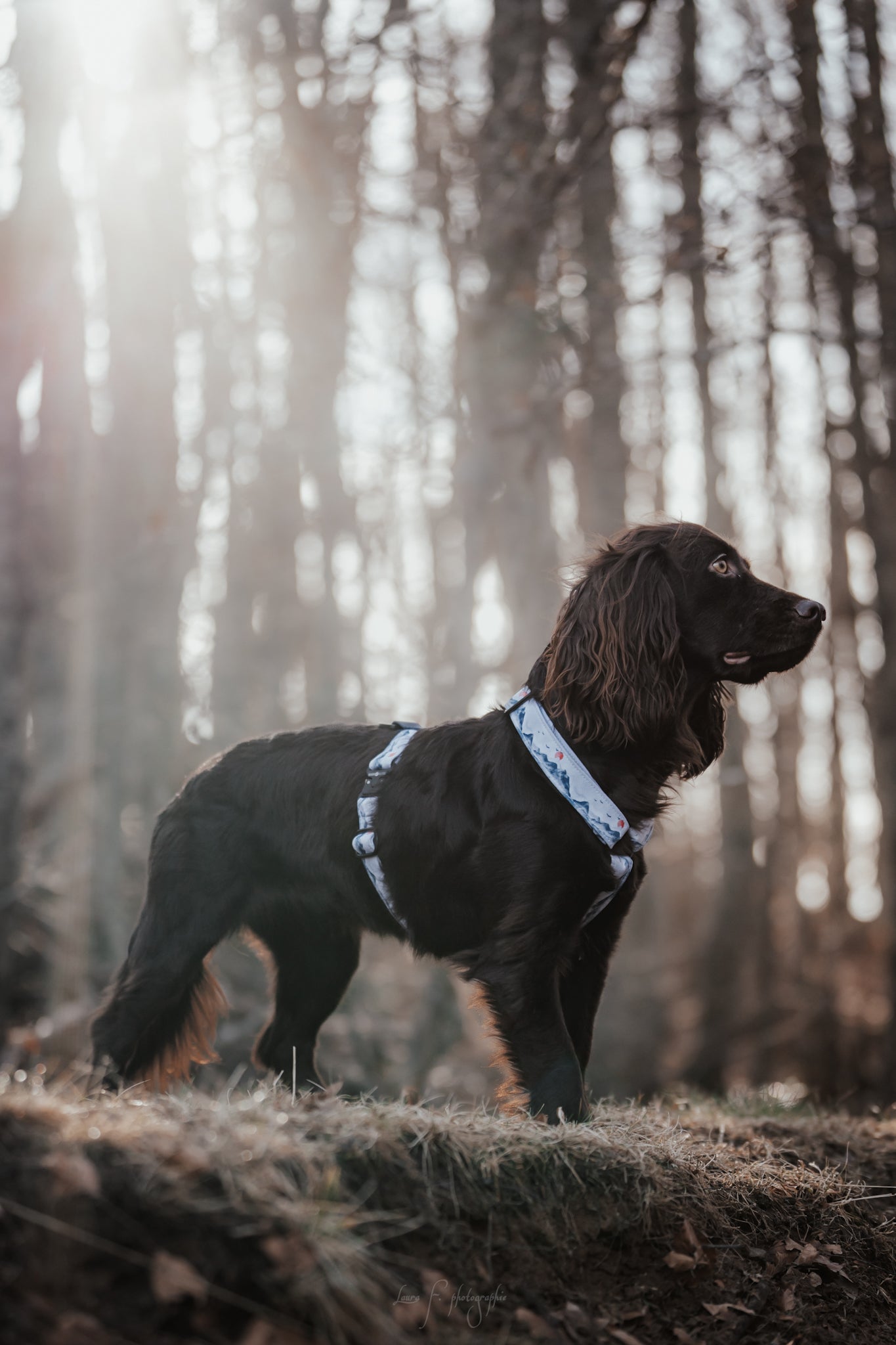 Nos harnais pour chiens en fin de série