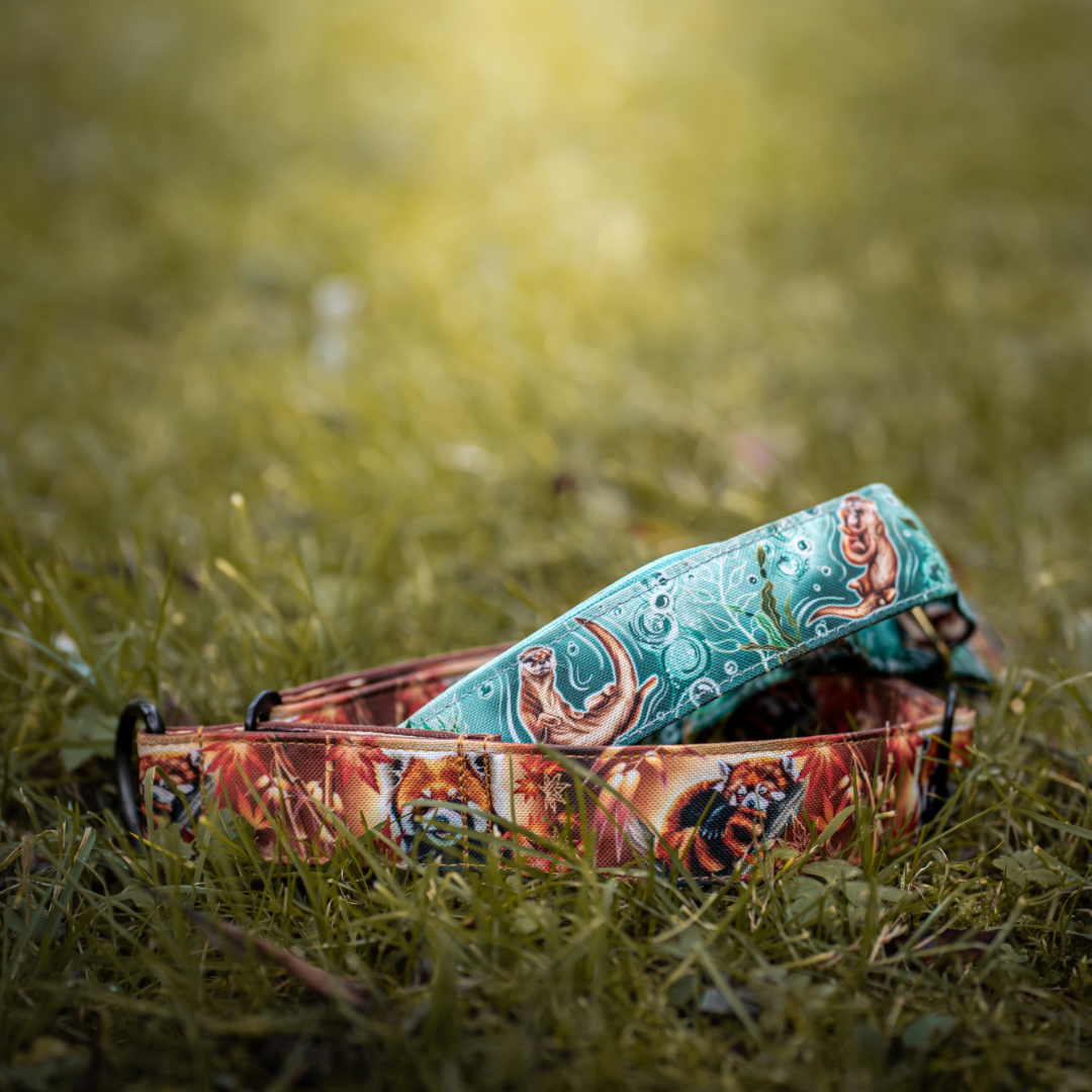Collier pour chien - Loutre