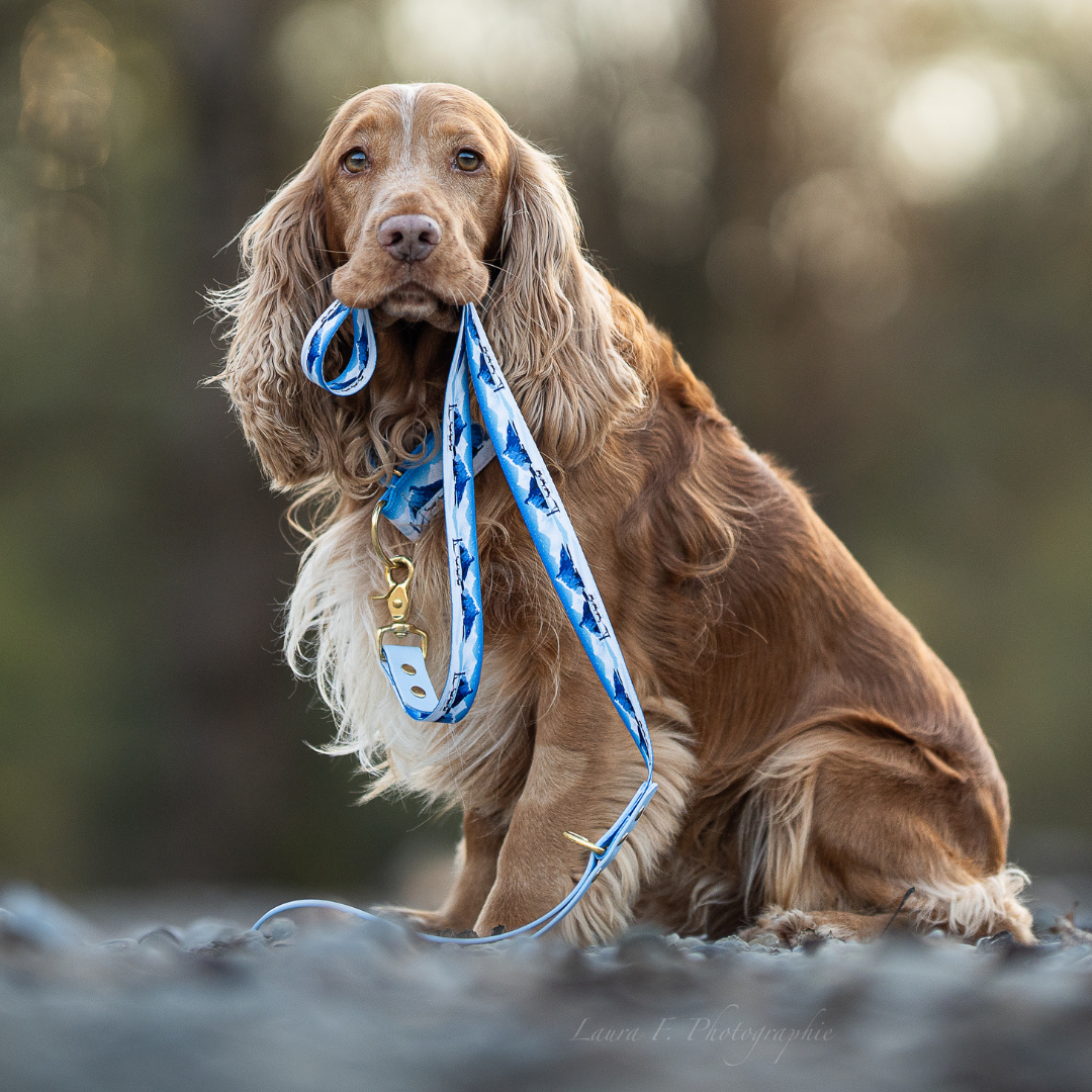Laisse pour chien Yukon & Biothane bleu polaire