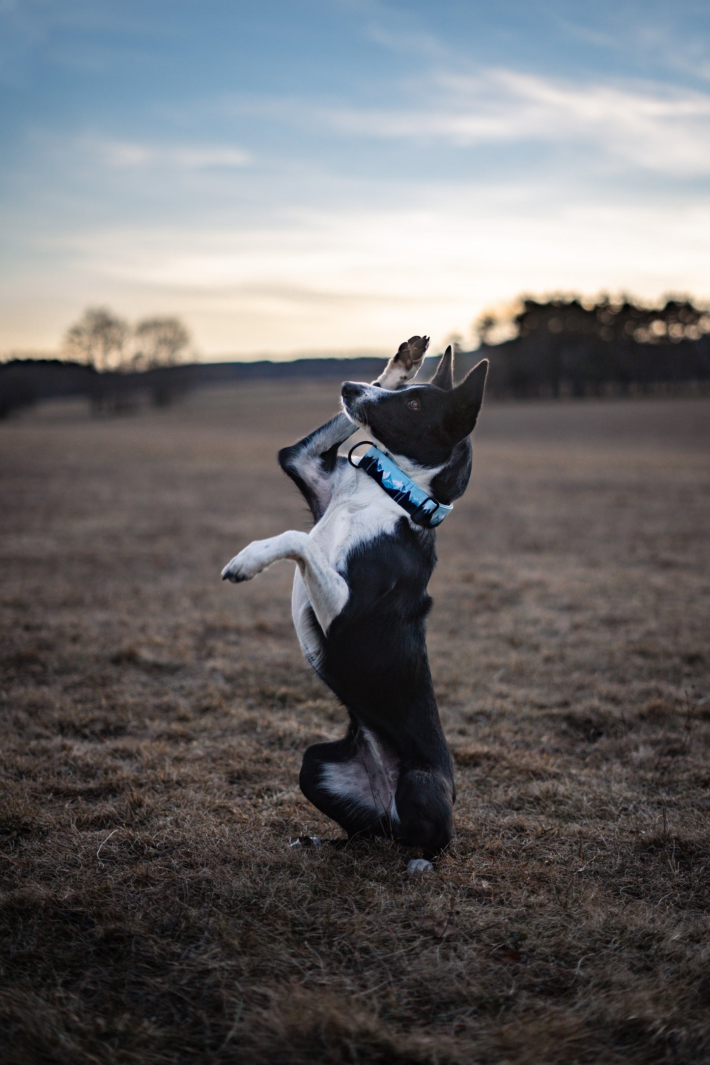 Collier pour chien - Aletsch