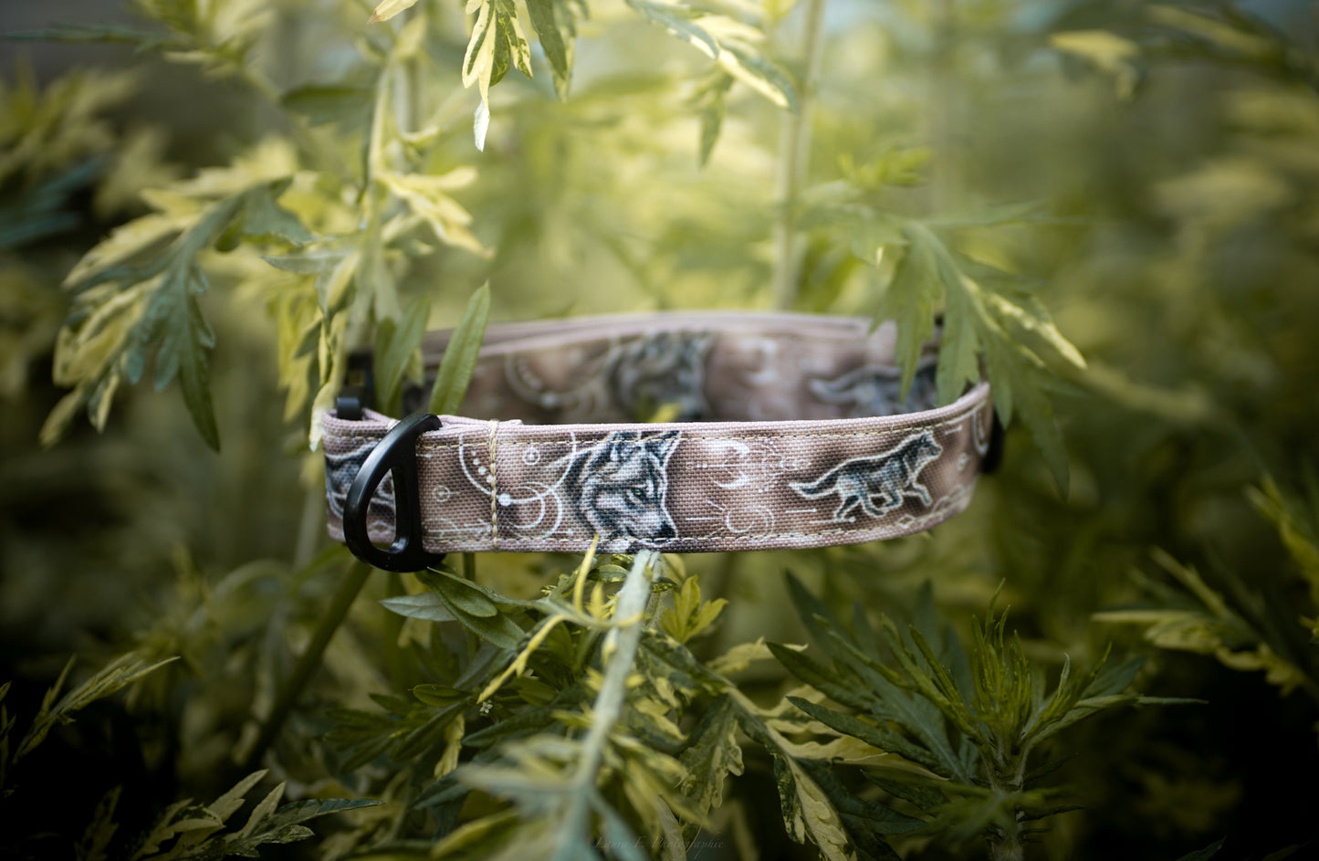 Loup beige - Collier pour chien