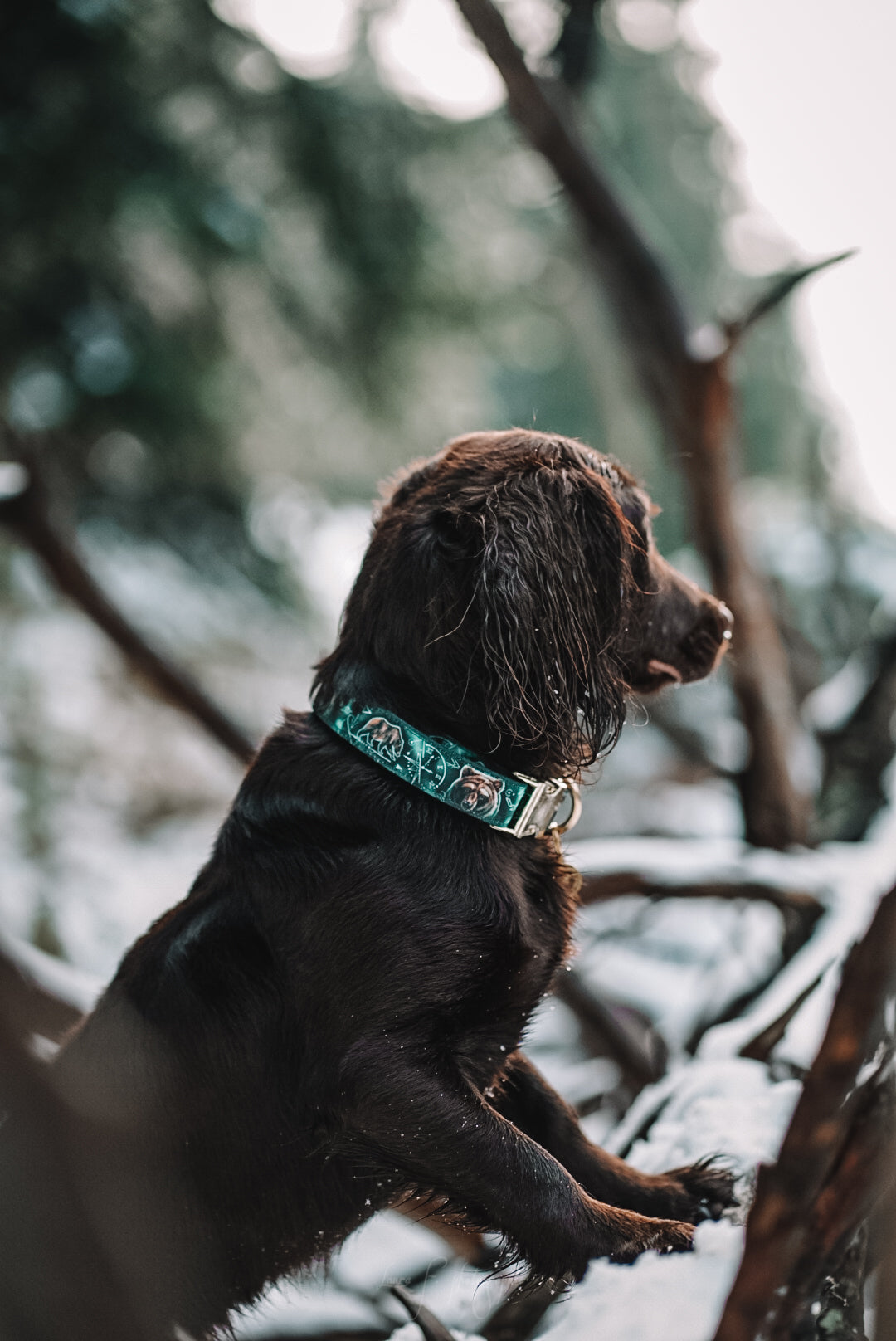 Collier pour chien - Ours