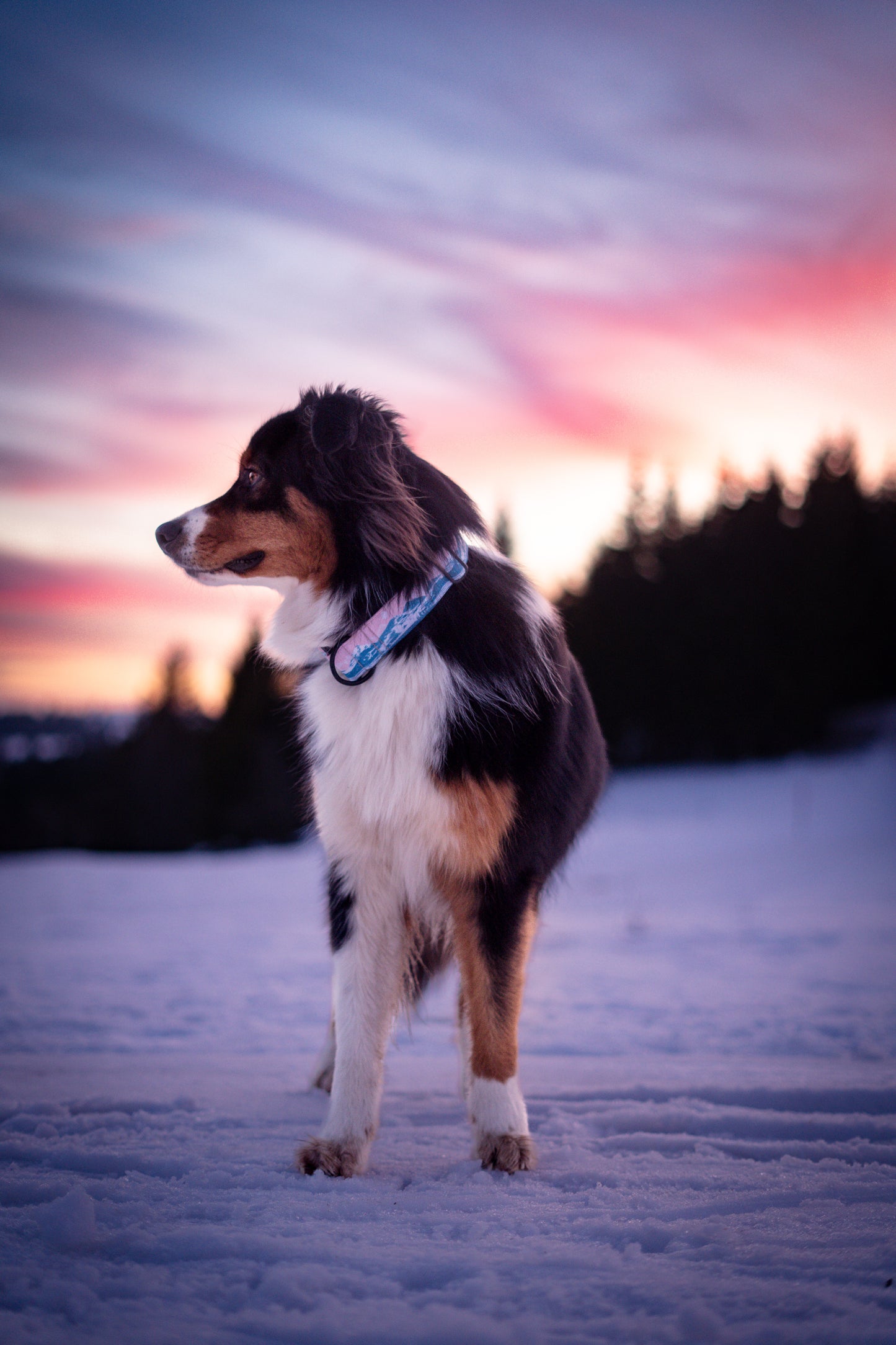 Collier pour chien - White Mountain
