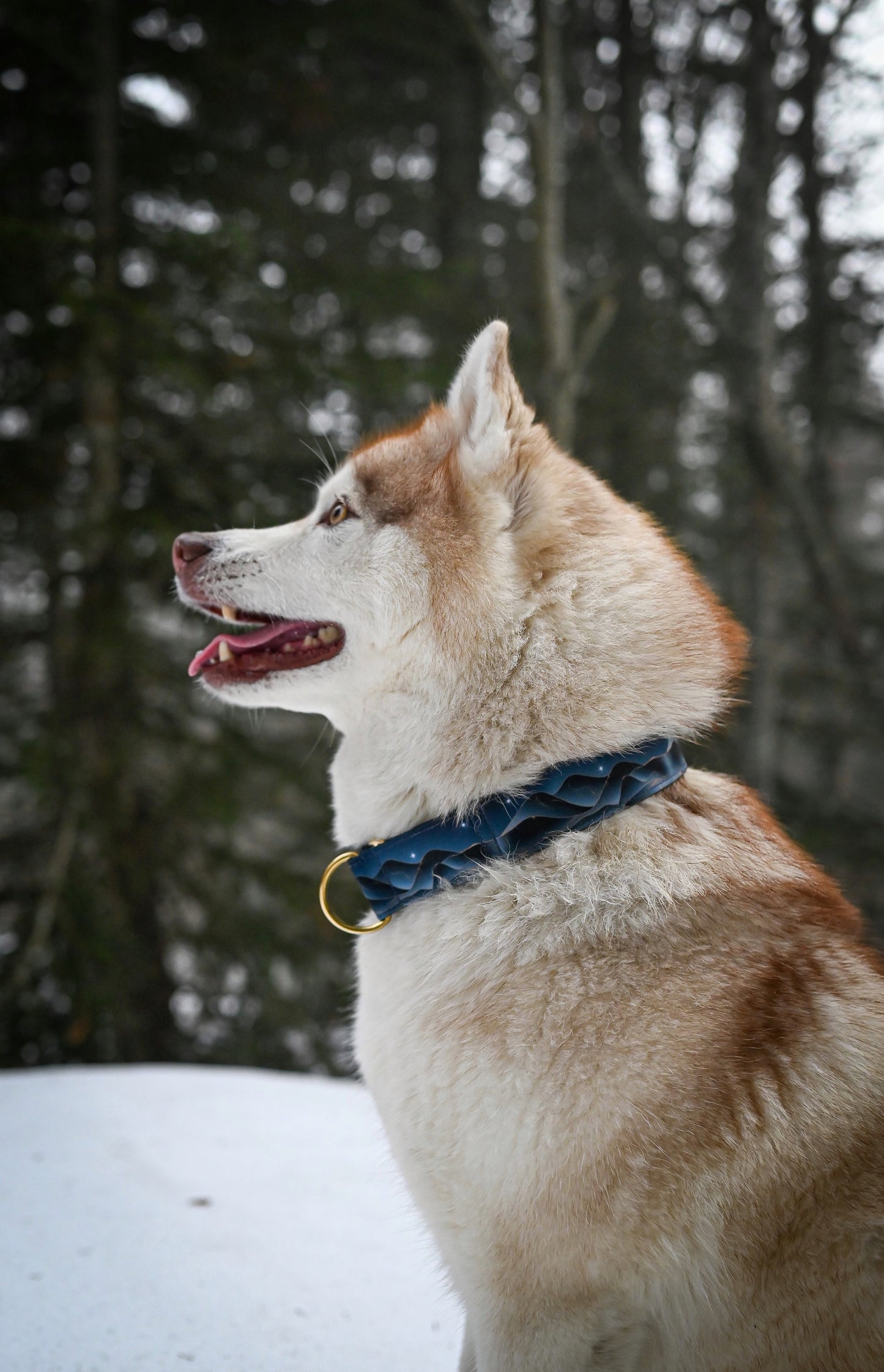 Collier pour chien - Sohalia