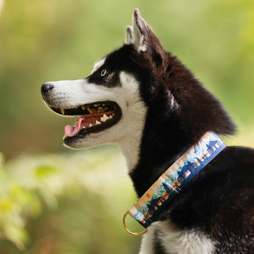 Collier pour chien - Isandra