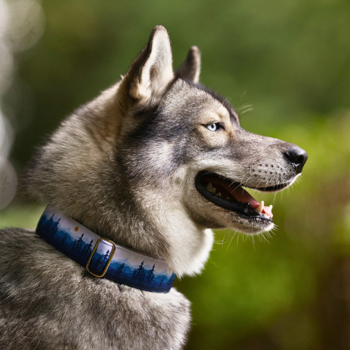 Collier pour chien - Night Forest
