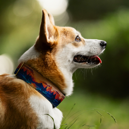 Collier pour chien - Aurora