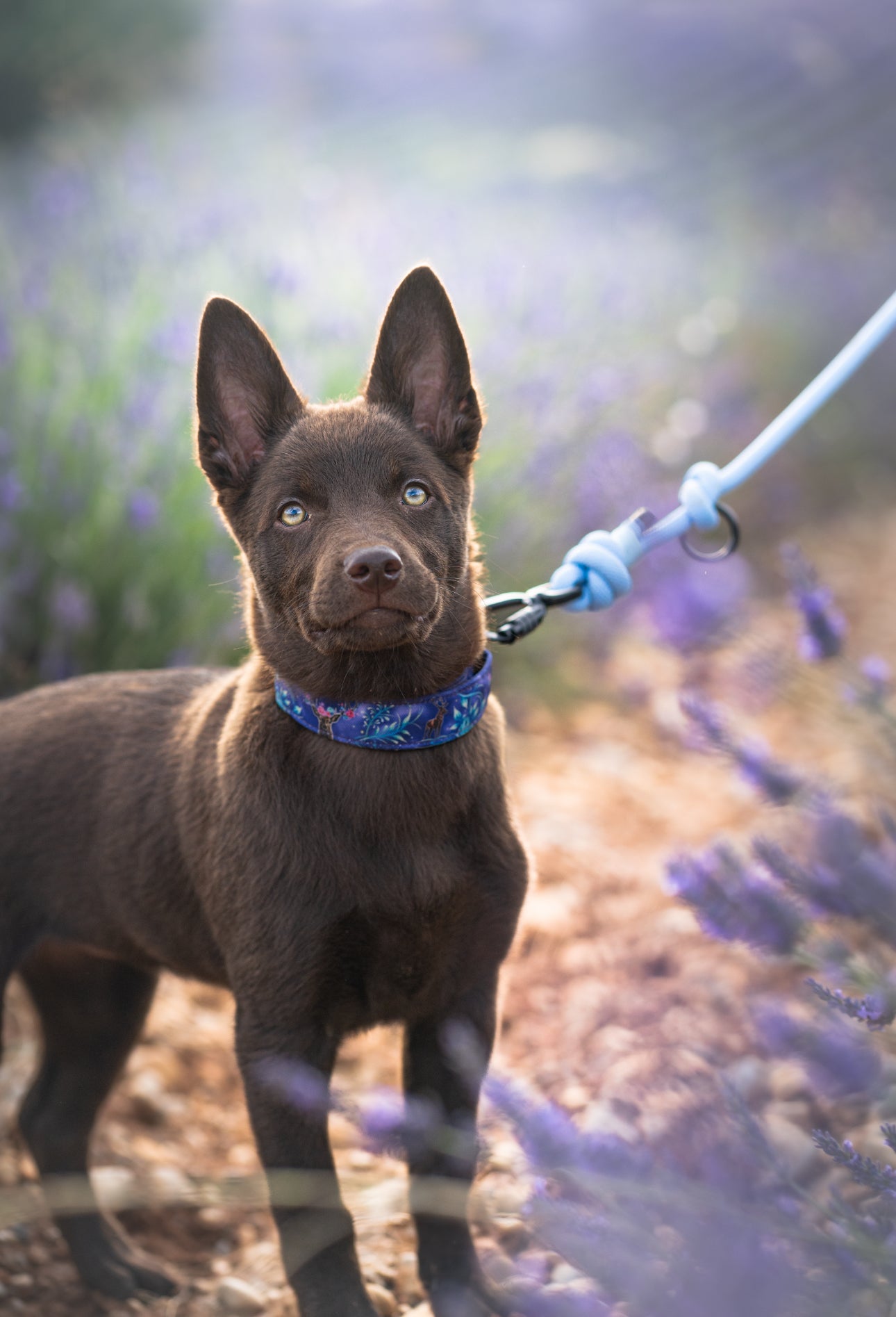 Cerf - Collier pour chien
