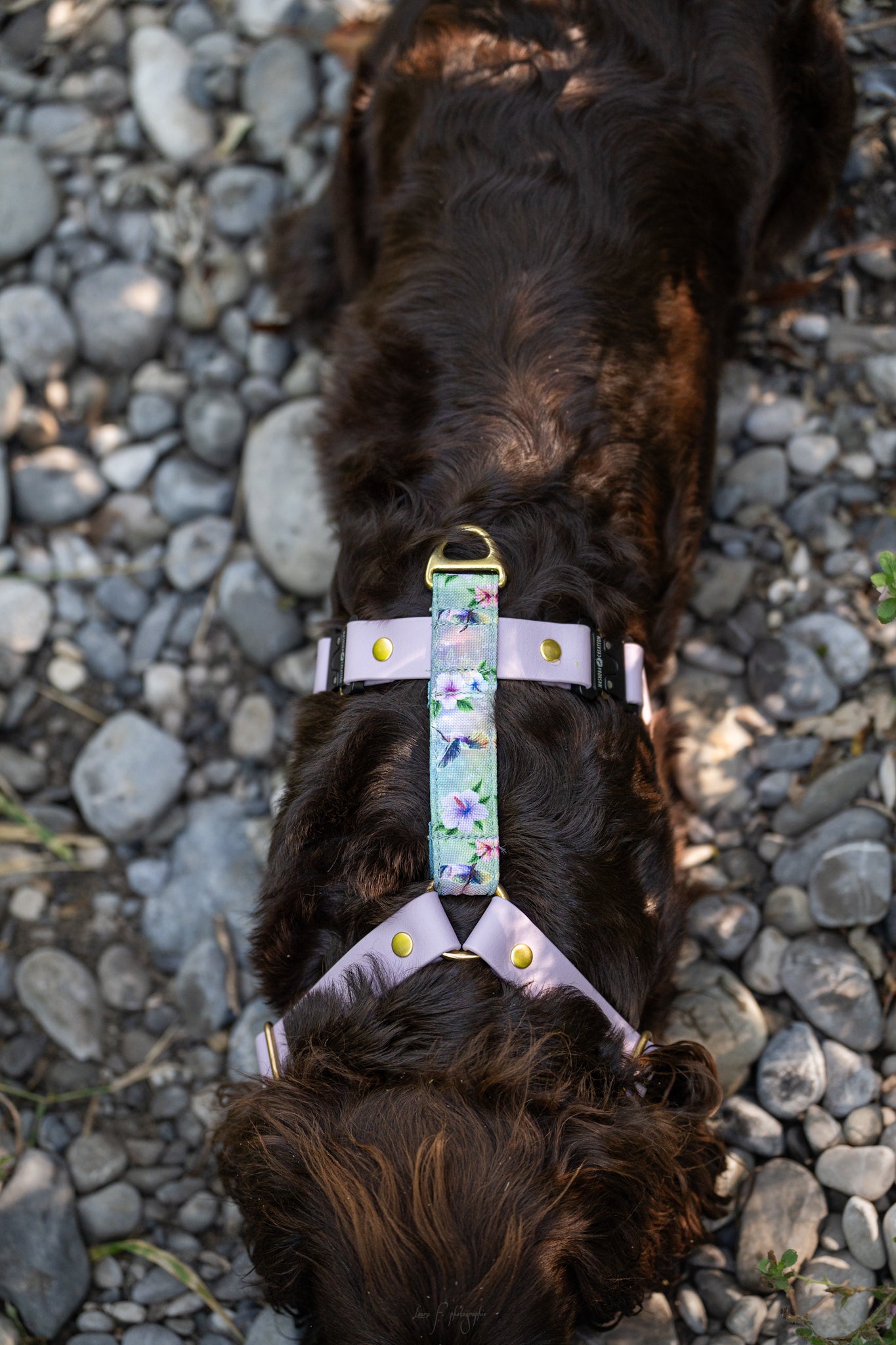 Harnais bi matière pour chien