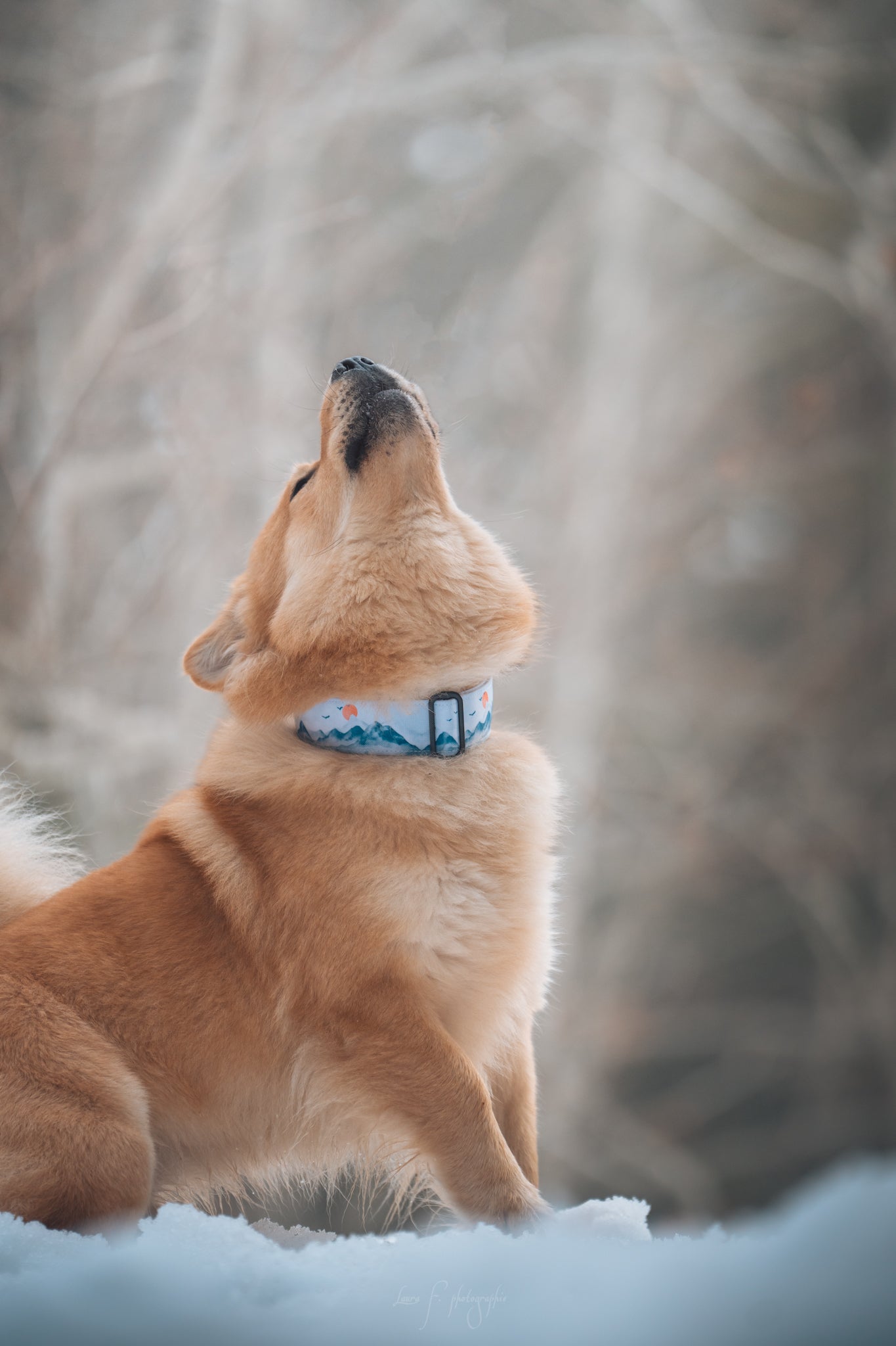 Mehko - Collier pour chien