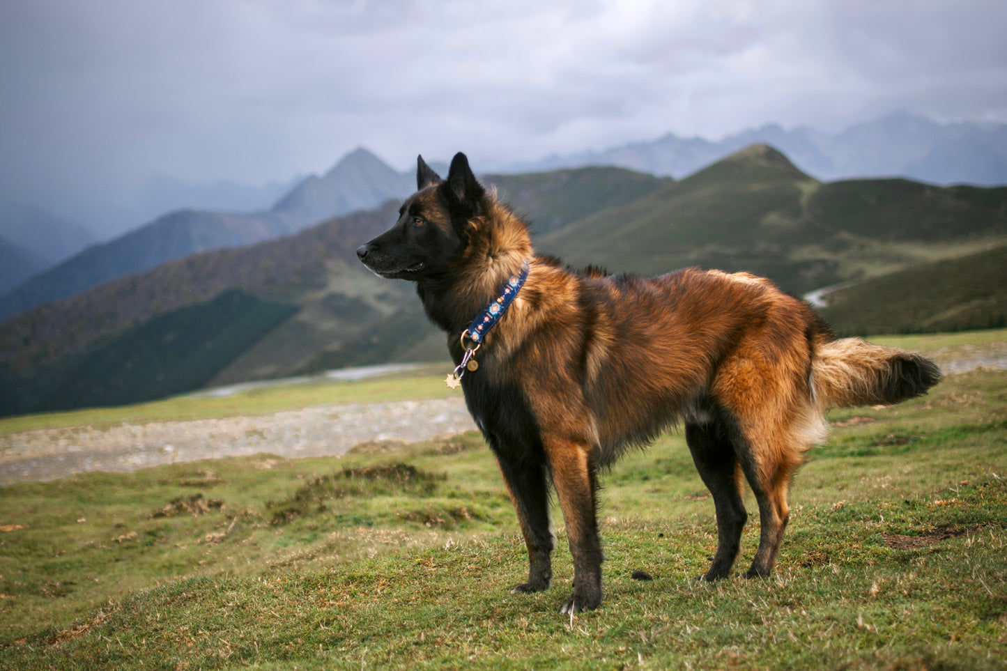 Collier pour chien - Acapulco