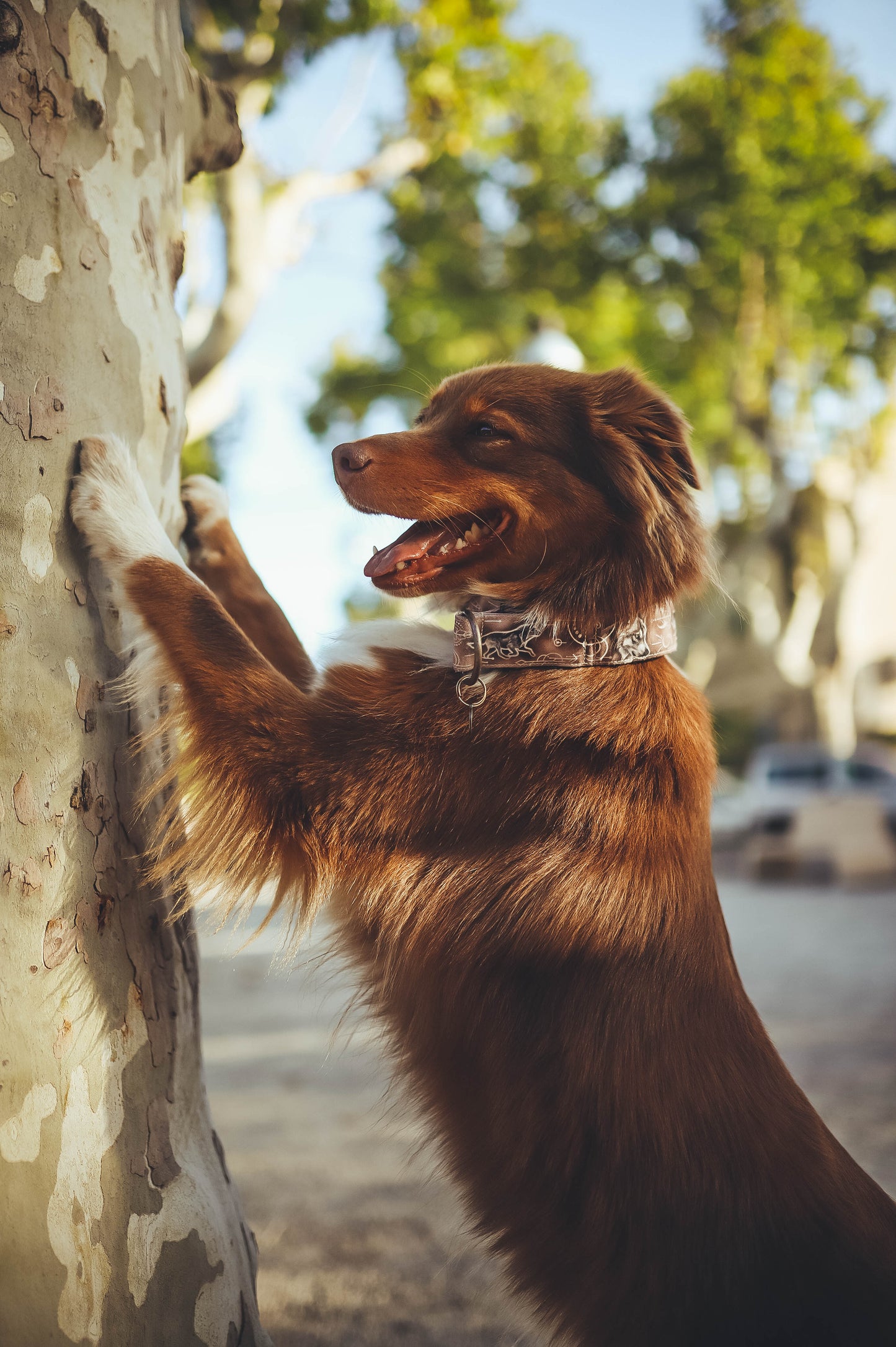 Loup beige - Collier pour chien