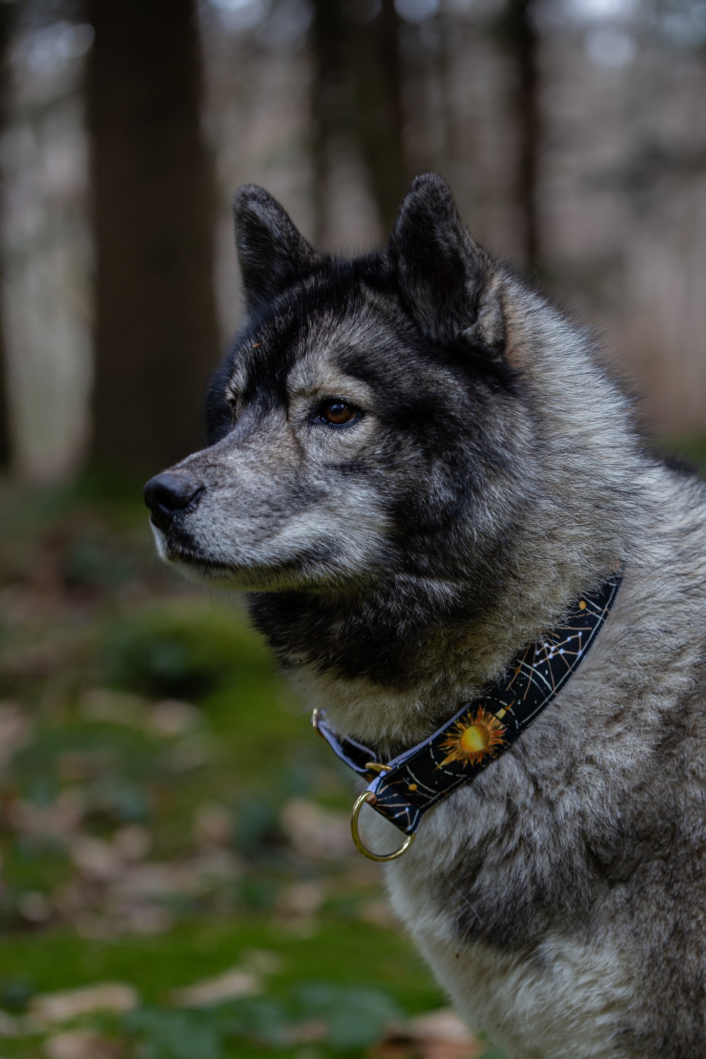 Collier pour chien - Sun