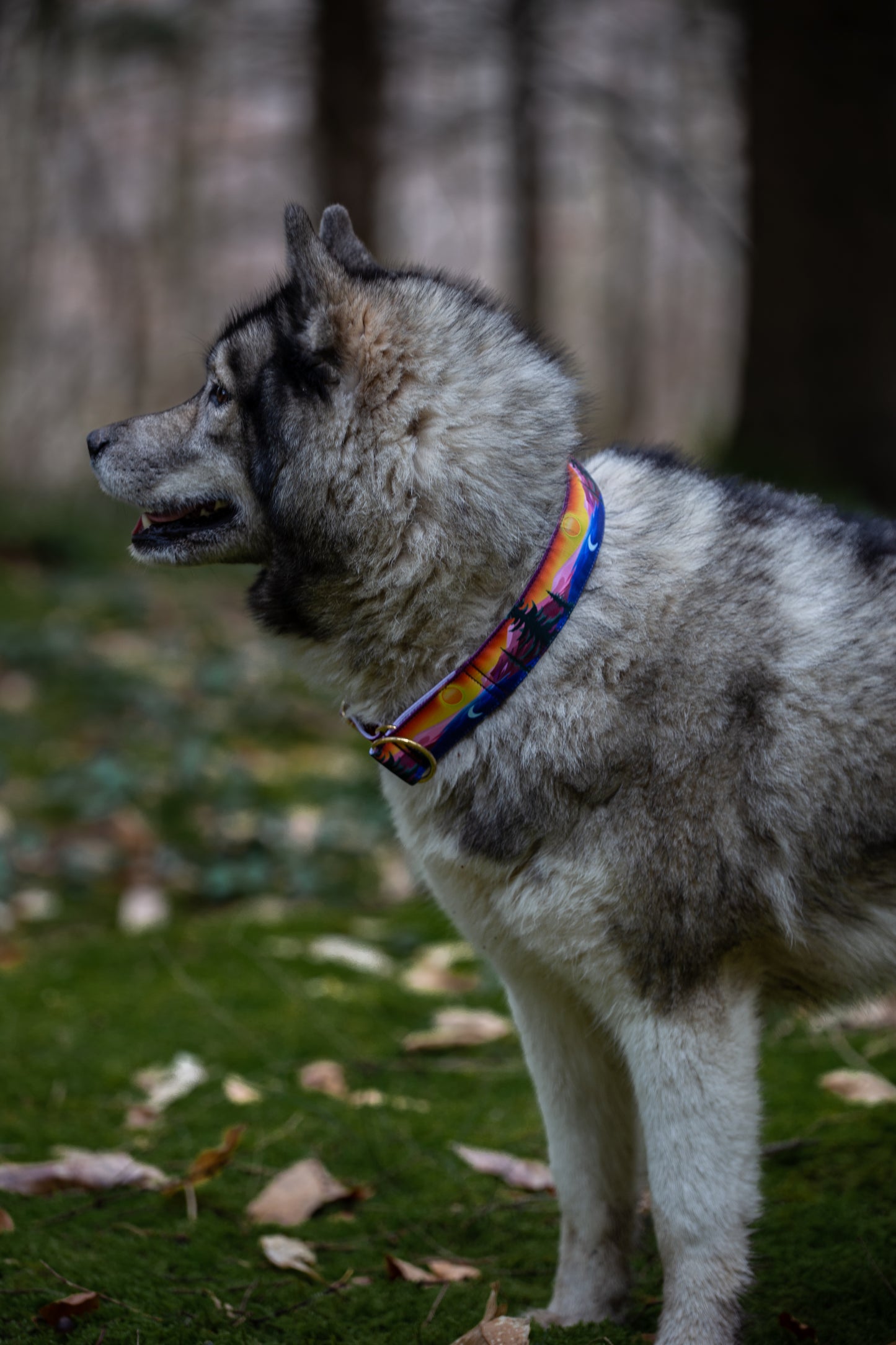 Collier pour chien - Horizon