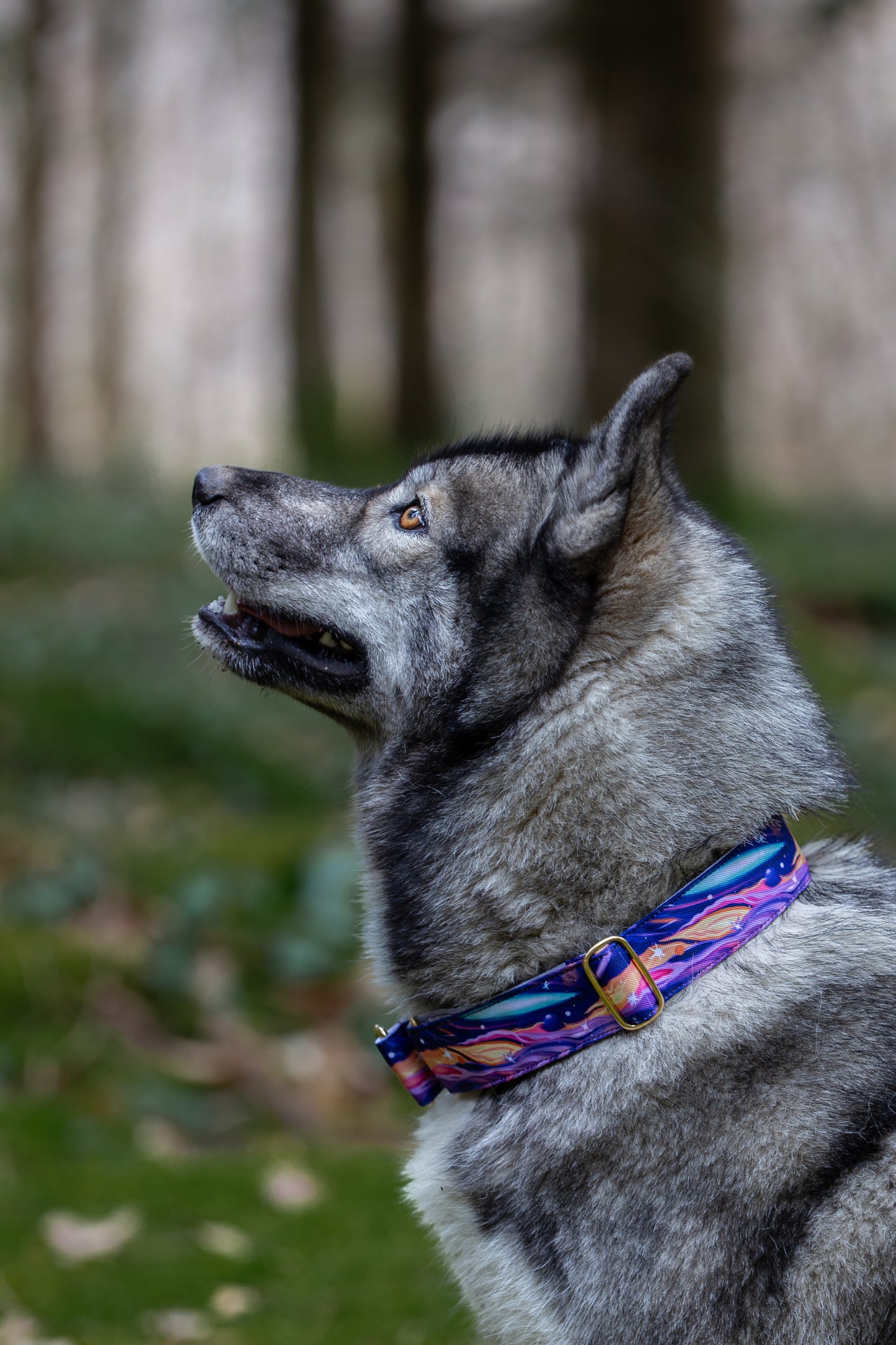 Collier pour chien - Cosmo