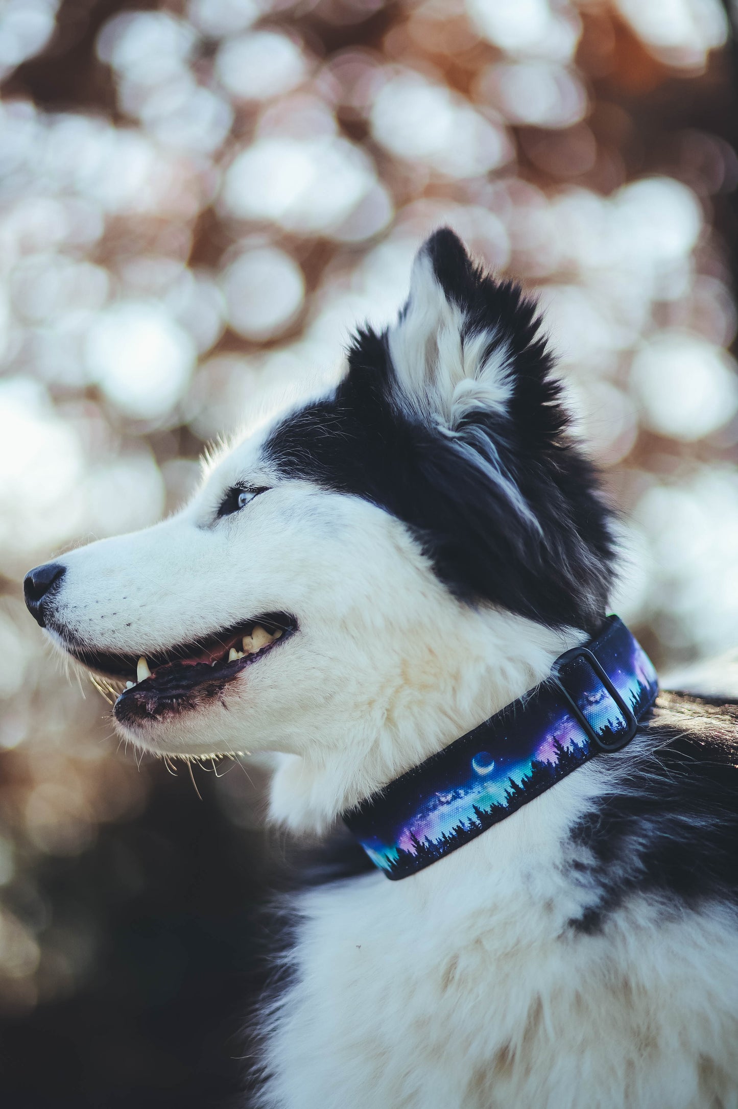 Galaxie - Collier pour chien