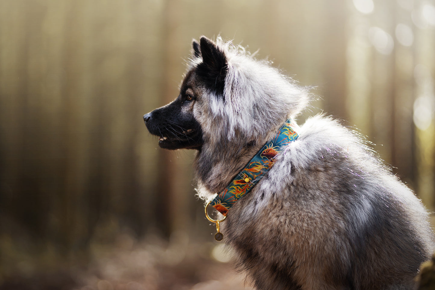 Collier pour chien - Phoenix