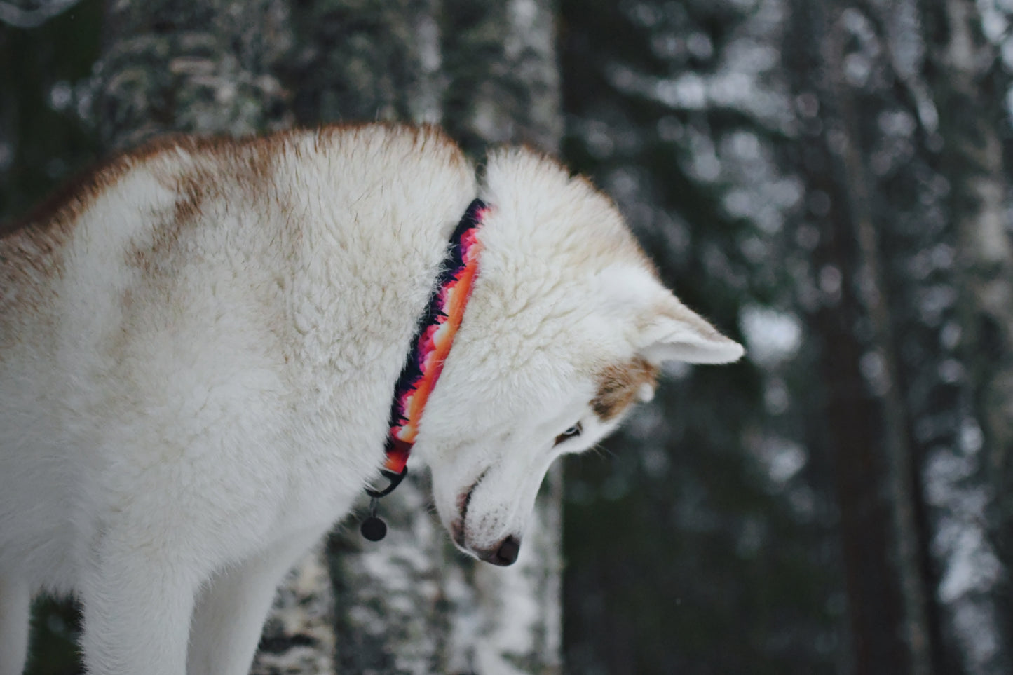 Collier pour chien - Mont-dore