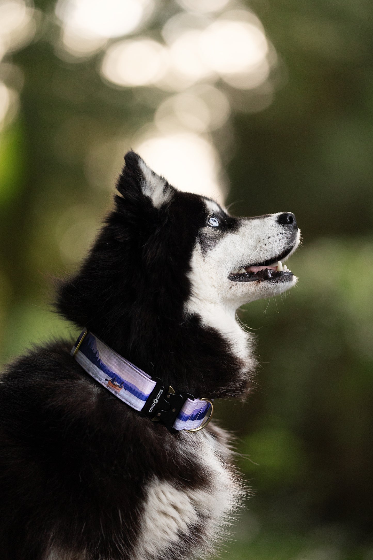 Collier pour chien - Ontario