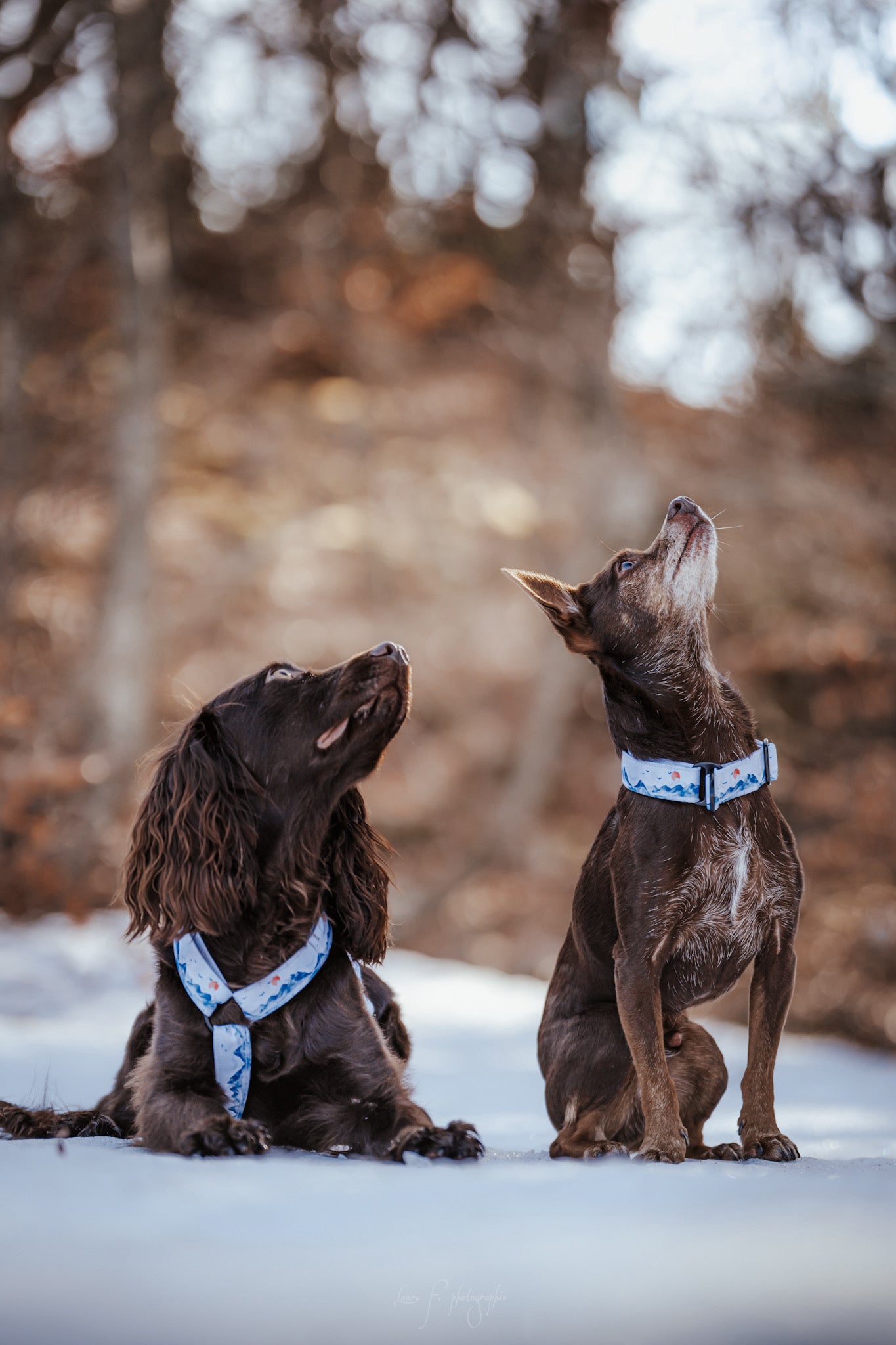 Nos colliers pour chiens en fin de série