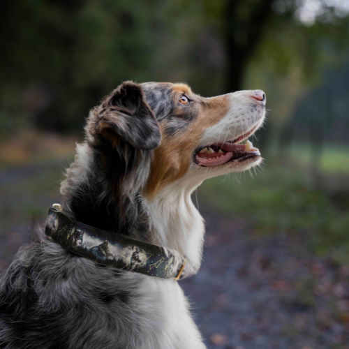 Collier pour chien - Totem Loup