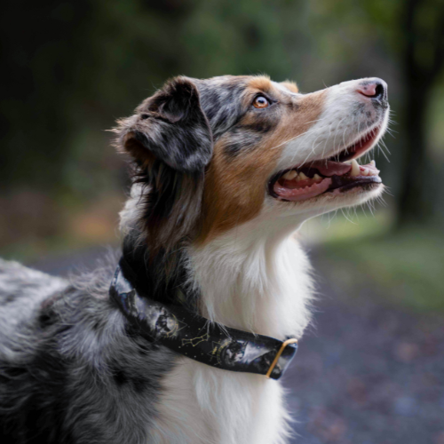 Collier pour chien - Totem Loup