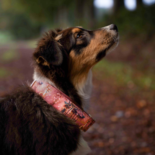 Collier pour chien - Totem Cerf Sika