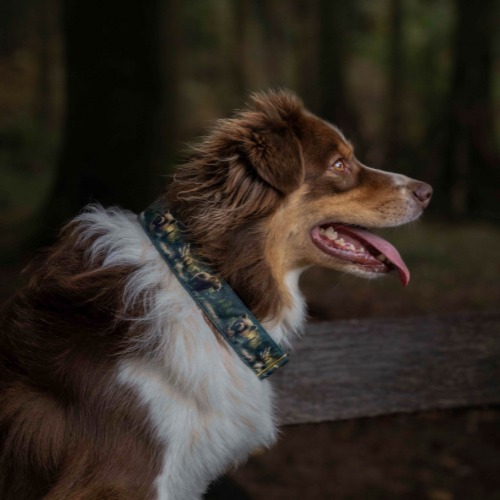 Collier pour chien - Totem Ours