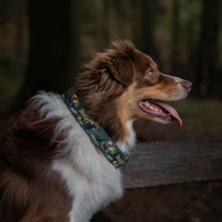 Collier pour chien - Totem Ours