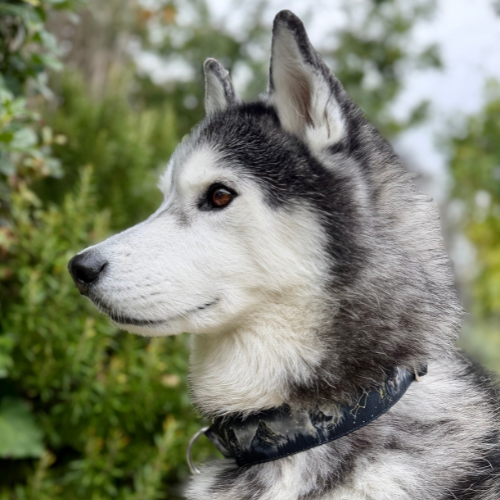 Collier pour chien - Totem Loup