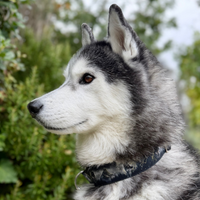 Collier pour chien - Totem Loup