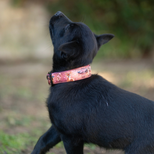 Collier pour chien - Totem Cerf Sika