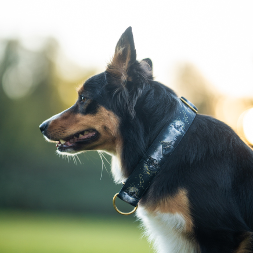 Collier pour chien - Totem Loup