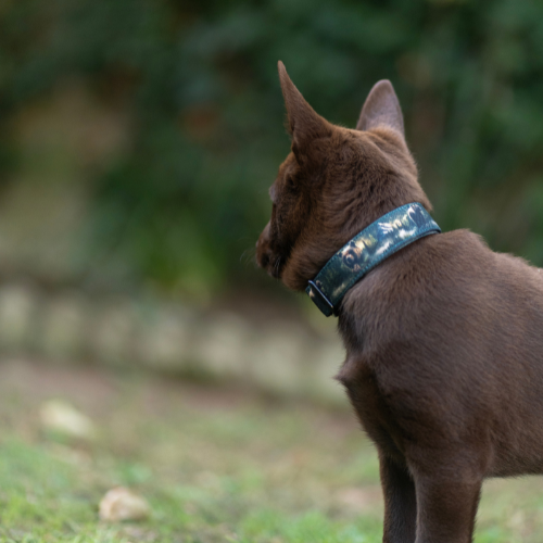 Collier pour chien - Totem Ours