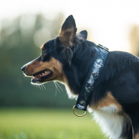 Collier pour chien - Totem Loup