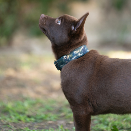 Collier pour chien - Totem Ours