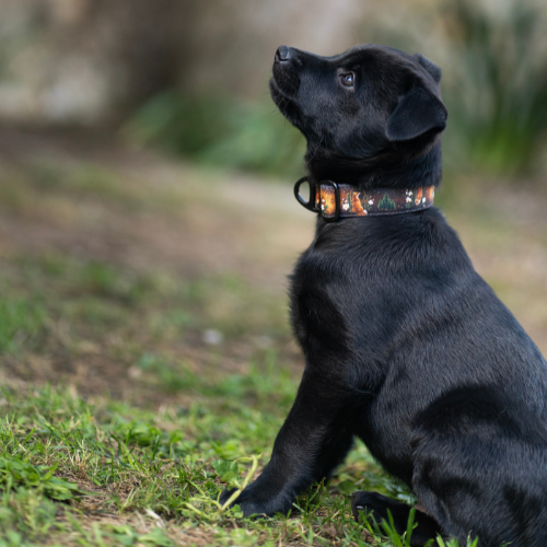 Collier pour chien – Totem Renard