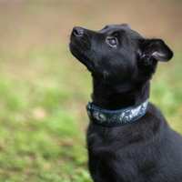 Collier pour chien - Totem Loup