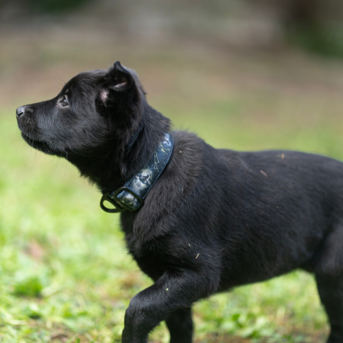 Collier pour chien - Totem Loup