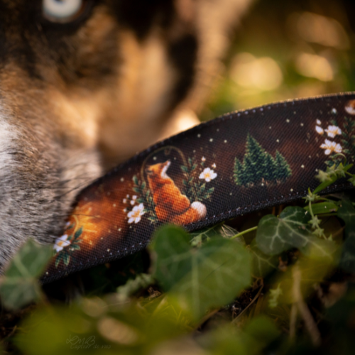 Collier pour chien – Totem Renard
