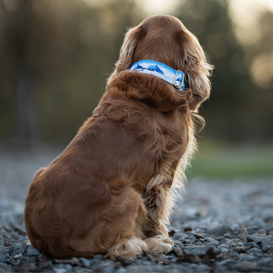 Collier pour chien -  Yukon