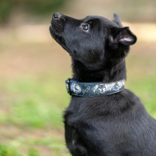 Collier pour chien - Totem Loup