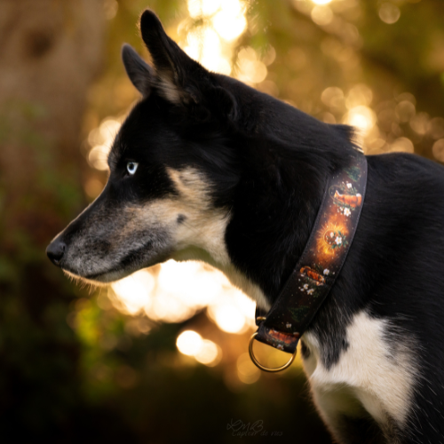 Collier pour chien – Totem Renard