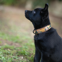 Collier pour chien – Totem Lynx