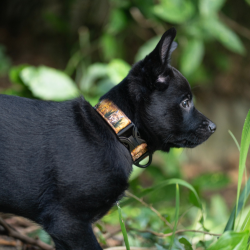 Collier pour chien – Totem Lynx