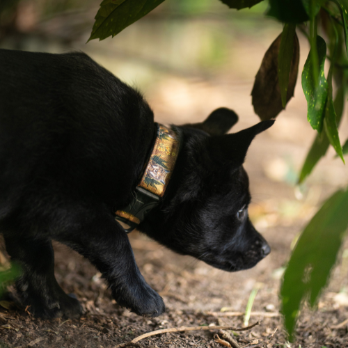 Collier pour chien – Totem Lynx