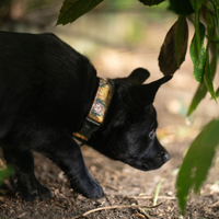 Collier pour chien – Totem Lynx