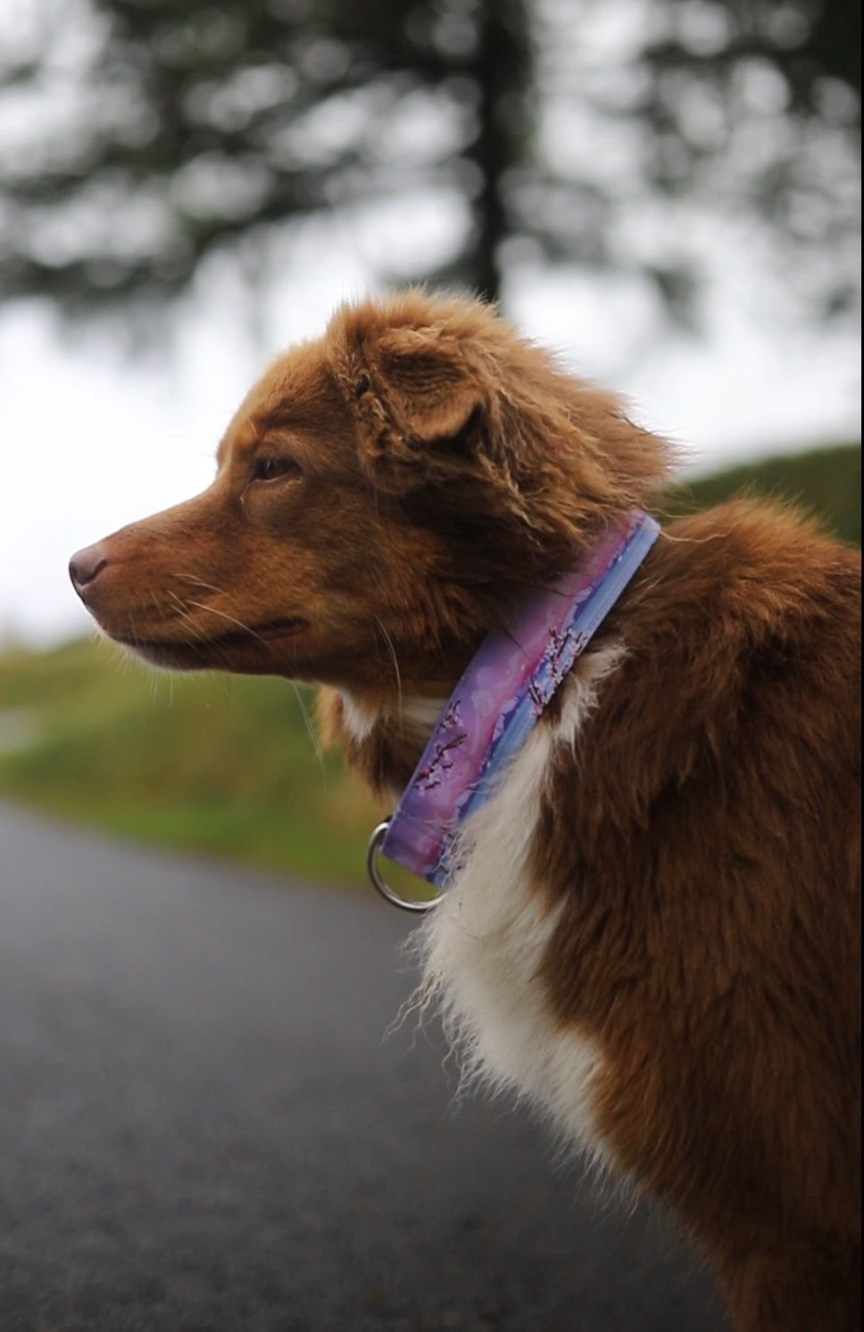 Fuji  -Collier pour chien