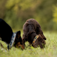 Collier pour chien – Totem Lynx
