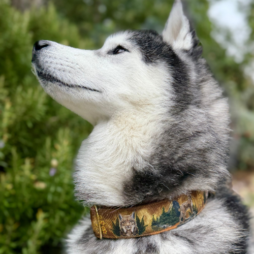 Collier pour chien – Totem Lynx